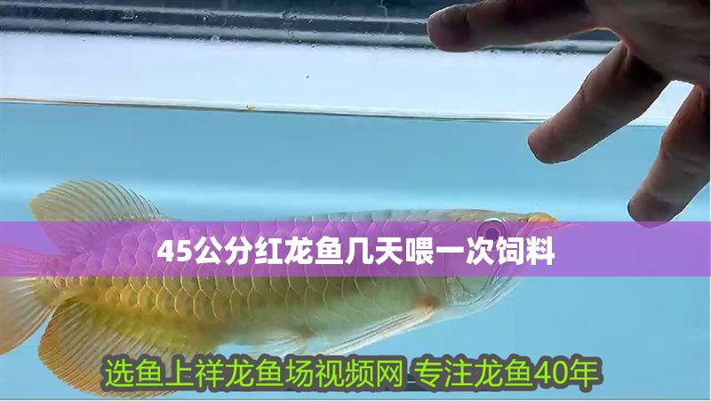 45公分紅龍魚幾天喂一次飼料 45公分紅龍魚幾天喂一次飼料 龍魚百科 第2張