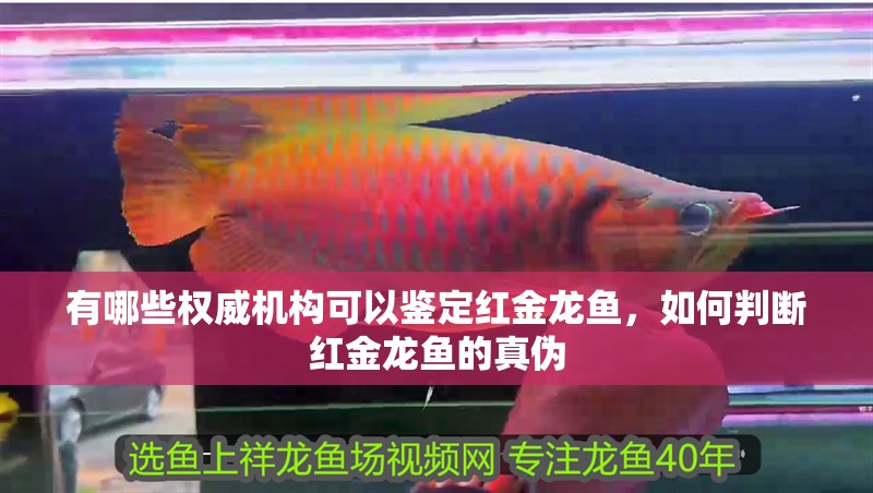 有哪些權威機構可以鑒定紅金龍魚，如何判斷紅金龍魚的真偽