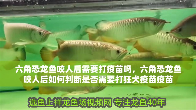 六角恐龍魚咬人后需要打疫苗嗎，六角恐龍魚咬人后如何判斷是否需要打狂犬疫苗疫苗 六角恐龍魚咬人后需要打疫苗嗎，六角恐龍魚咬人后如何判斷是否需要打狂犬疫苗疫苗 龍魚百科