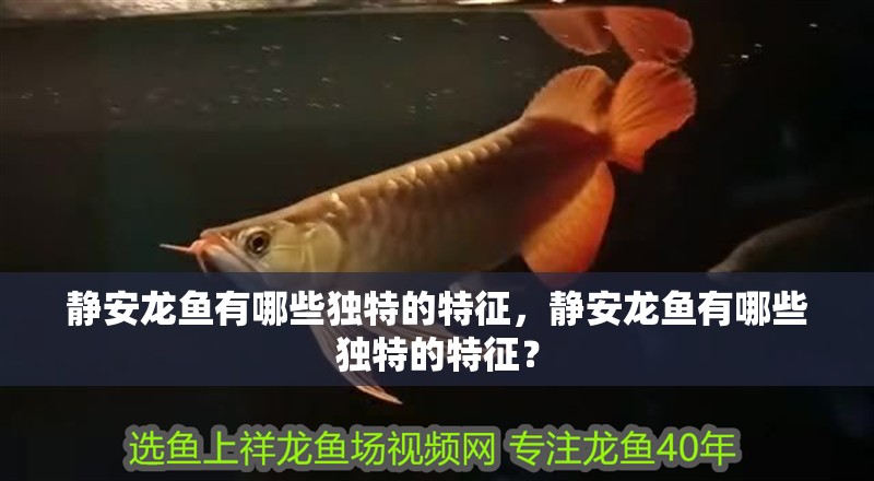 靜安龍魚有哪些獨特的特征，靜安龍魚有哪些獨特的特征？