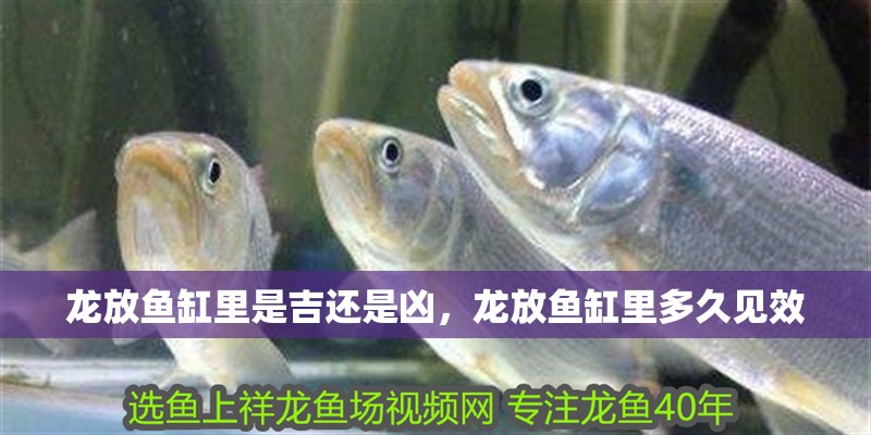 龍放魚缸里是吉還是兇，龍放魚缸里多久見效 龍放魚缸里是吉還是兇，龍放魚缸里多久見效 龍魚百科