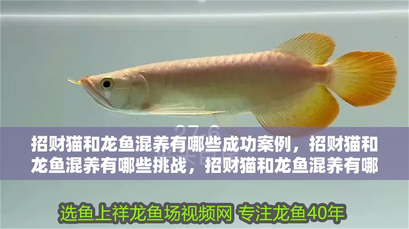 招財貓和龍魚混養有哪些成功案例，招財貓和龍魚混養有哪些挑戰，招財貓和龍魚混養有哪些注意事項 招財貓和龍魚混養有哪些成功案例，招財貓和龍魚混養有哪些挑戰，招財貓和龍魚混養有哪些注意事項 龍魚百科