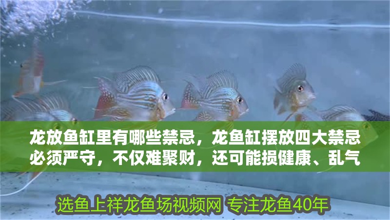龍放魚缸里有哪些禁忌，龍魚缸擺放四大禁忌必須嚴守，不僅難聚財，還可能損健康、亂氣場 龍放魚缸里有哪些禁忌，龍魚缸擺放四大禁忌必須嚴守，不僅難聚財，還可能損健康、亂氣場 龍魚百科