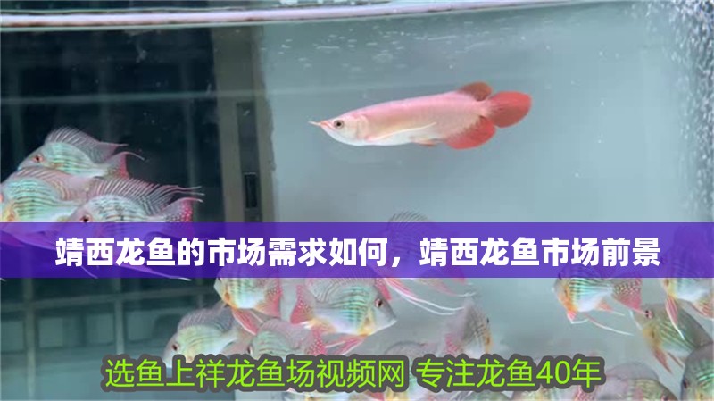 靖西龍魚的市場需求如何，靖西龍魚市場前景