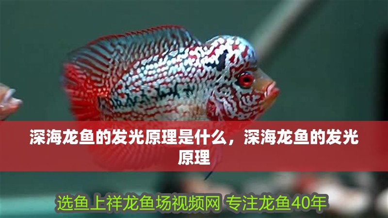 深海龍魚的發(fā)光原理是什么，深海龍魚的發(fā)光原理