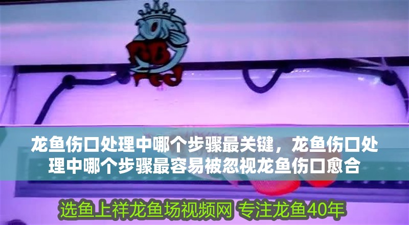 龍魚傷口處理中哪個(gè)步驟最關(guān)鍵，龍魚傷口處理中哪個(gè)步驟最容易被忽視龍魚傷口愈合 龍魚傷口處理中哪個(gè)步驟最關(guān)鍵，龍魚傷口處理中哪個(gè)步驟最容易被忽視龍魚傷口愈合 龍魚百科
