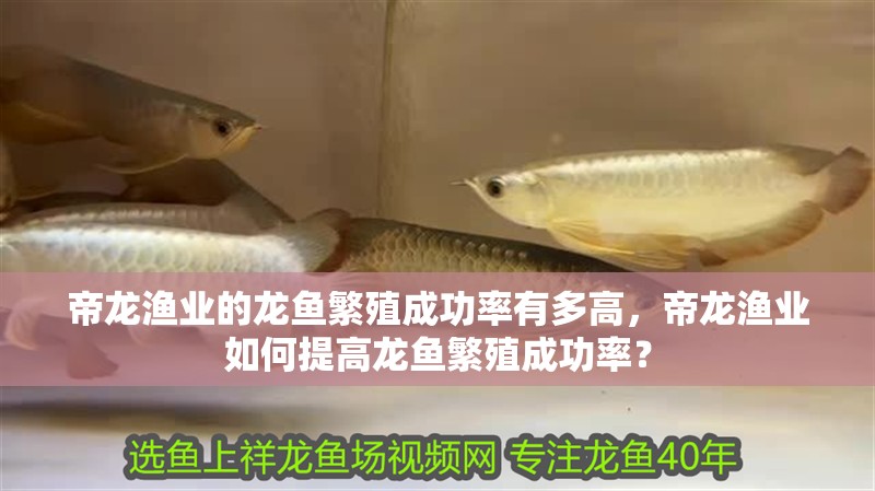 帝龍漁業的龍魚繁殖成功率有多高，帝龍漁業如何提高龍魚繁殖成功率？