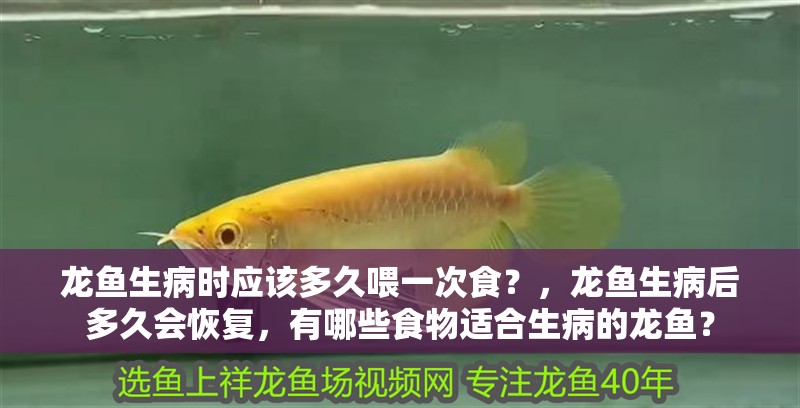 龍魚生病時(shí)應(yīng)該多久喂一次食？，龍魚生病后多久會(huì)恢復(fù)，有哪些食物適合生病的龍魚？