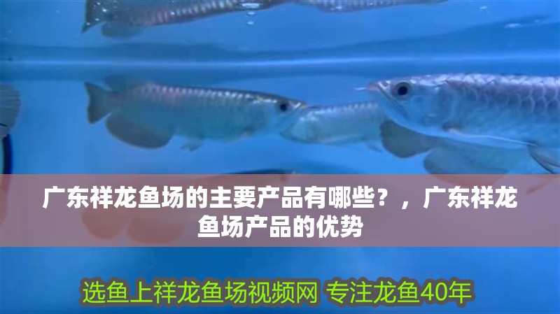 廣東祥龍魚場的主要產(chǎn)品有哪些？，廣東祥龍魚場產(chǎn)品的優(yōu)勢 廣東祥龍魚場的主要產(chǎn)品有哪些？，廣東祥龍魚場產(chǎn)品的優(yōu)勢 龍魚百科