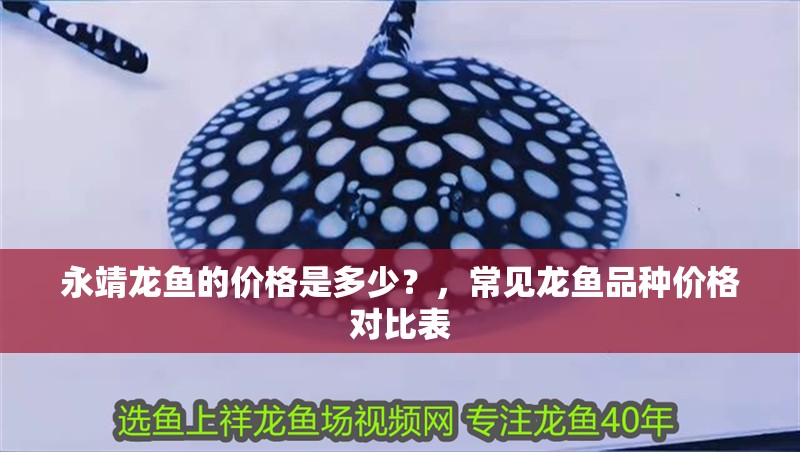 永靖龍魚的價格是多少？，常見龍魚品種價格對比表