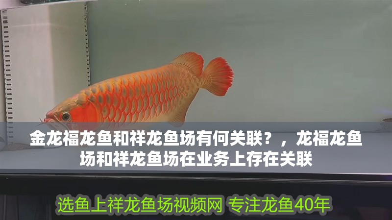 金龍福龍魚和祥龍魚場有何關聯？，龍福龍魚場和祥龍魚場在業務上存在關聯