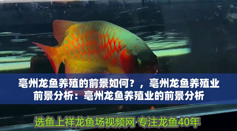 亳州龍魚養殖的前景如何？，亳州龍魚養殖業前景分析：亳州龍魚養殖業的前景分析
