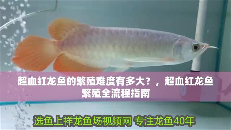 超血紅龍魚的繁殖難度有多大？，超血紅龍魚繁殖全流程指南
