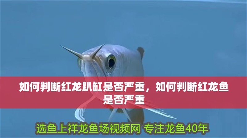 如何判斷紅龍趴缸是否嚴(yán)重，如何判斷紅龍魚是否嚴(yán)重