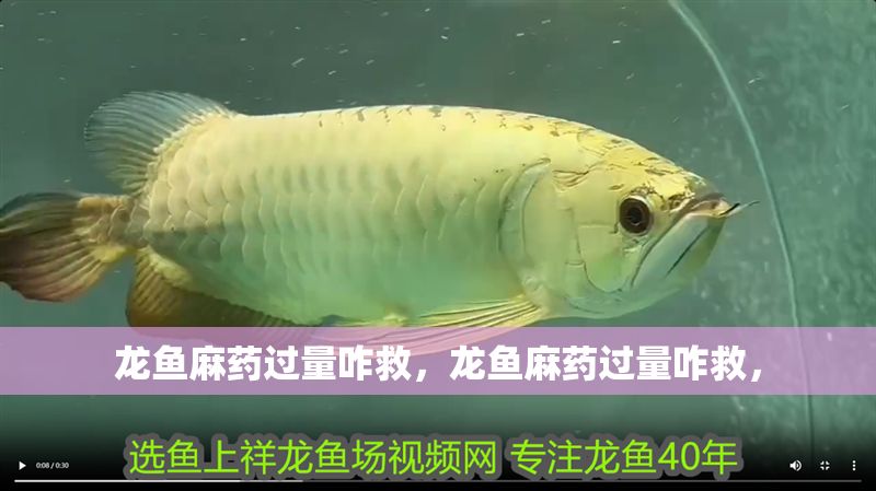 龍魚麻藥過量咋救，龍魚麻藥過量咋救，