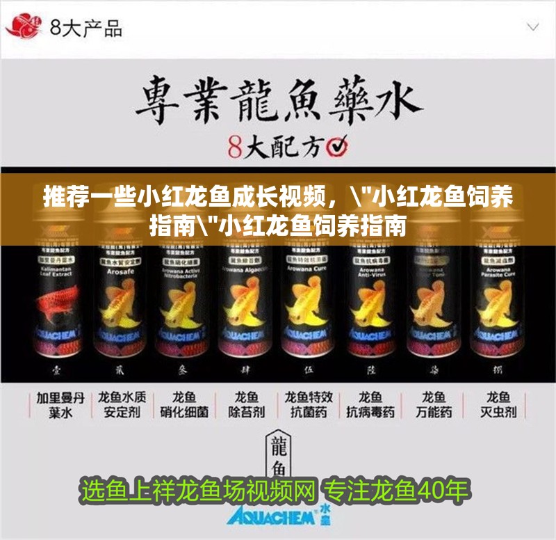 推薦一些小紅龍魚成長視頻，\