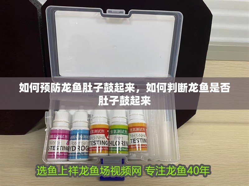 如何預防龍魚肚子鼓起來，如何判斷龍魚是否肚子鼓起來