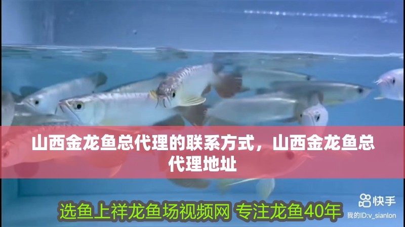 山西金龍魚總代理的聯(lián)系方式，山西金龍魚總代理地址 山西金龍魚總代理的聯(lián)系方式，山西金龍魚總代理地址 龍魚百科
