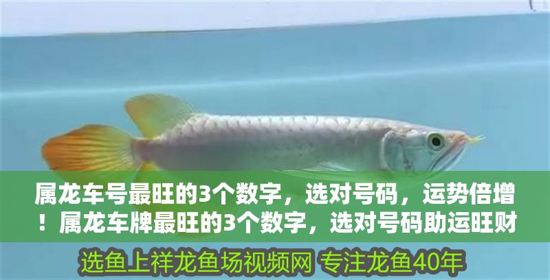 屬龍車號(hào)最旺的3個(gè)數(shù)字，選對(duì)號(hào)碼，運(yùn)勢(shì)倍增！屬龍車牌最旺的3個(gè)數(shù)字，選對(duì)號(hào)碼助運(yùn)旺財(cái)！