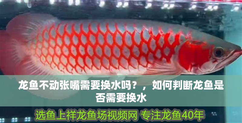 龍魚(yú)不動(dòng)張嘴需要換水嗎？，如何判斷龍魚(yú)是否需要換水