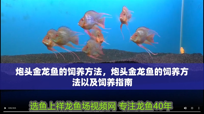 炮頭金龍魚的飼養方法，炮頭金龍魚的飼養方法以及飼養指南 炮頭金龍魚的飼養方法，炮頭金龍魚的飼養方法以及飼養指南 龍魚百科
