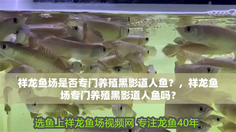 祥龍魚場是否專門養(yǎng)殖黑影道人魚？，祥龍魚場專門養(yǎng)殖黑影道人魚嗎？
