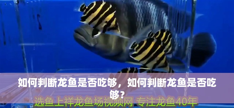 如何判斷龍魚是否吃夠，如何判斷龍魚是否吃夠？