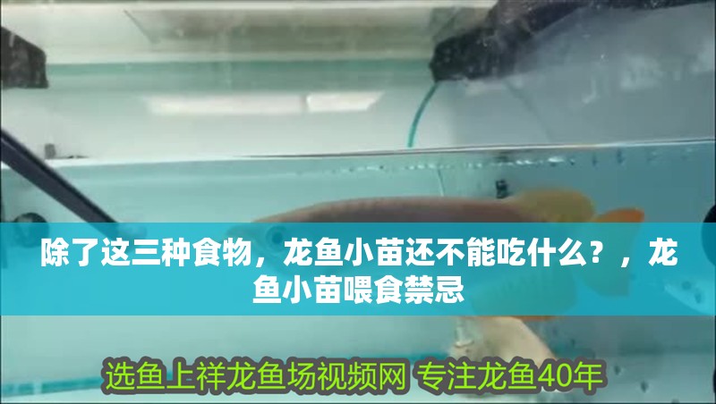 除了這三種食物，龍魚小苗還不能吃什么？，龍魚小苗喂食禁忌 除了這三種食物，龍魚小苗還不能吃什么？，龍魚小苗喂食禁忌 龍魚百科