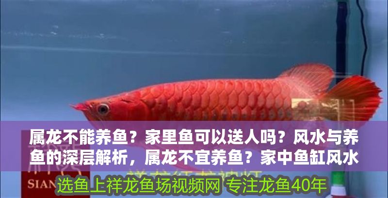 屬龍不能養魚？家里魚可以送人嗎？風水與養魚的深層解析，屬龍不宜養魚？家中魚缸風水禁忌與化解之道全解析