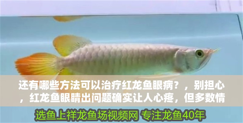 還有哪些方法可以治療紅龍魚眼病？，別擔(dān)心，紅龍魚眼睛出問題確實(shí)讓人心疼，但多數(shù)情況只要及時(shí)干預(yù)