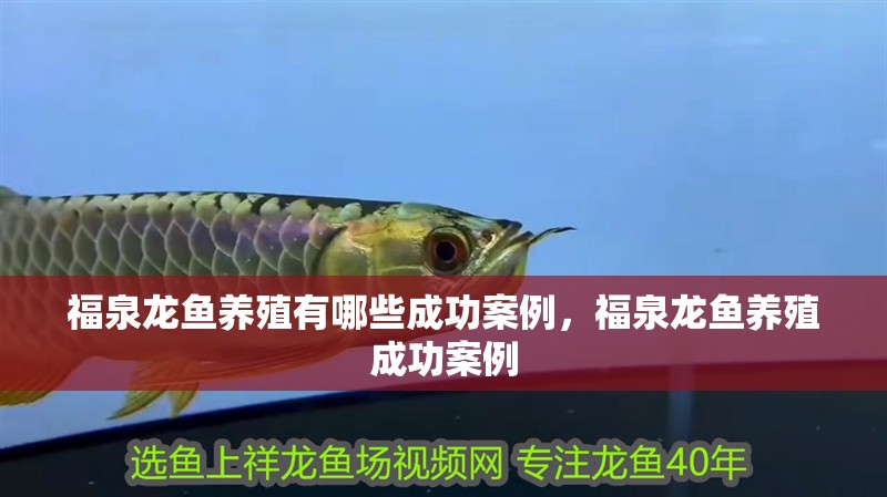 福泉龍魚養殖有哪些成功案例，福泉龍魚養殖成功案例