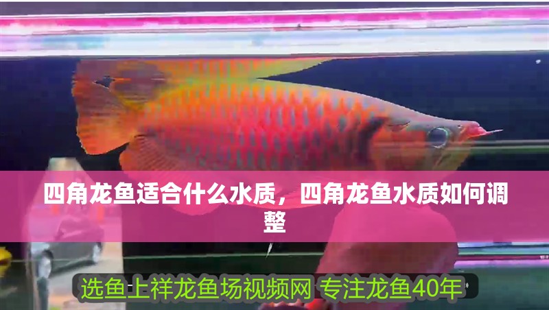 四角龍魚適合什么水質，四角龍魚水質如何調整 四角龍魚適合什么水質，四角龍魚水質如何調整 龍魚百科