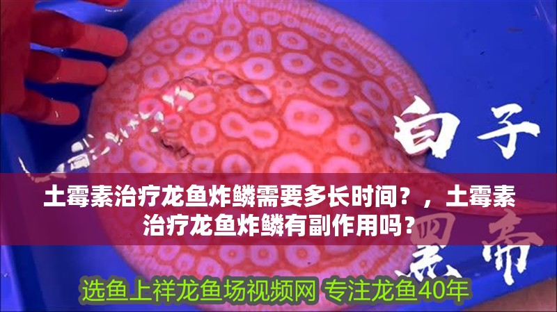 土霉素治療龍魚炸鱗需要多長(zhǎng)時(shí)間？，土霉素治療龍魚炸鱗有副作用嗎？