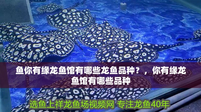魚你有緣龍魚館有哪些龍魚品種？，你有緣龍魚館有哪些品種