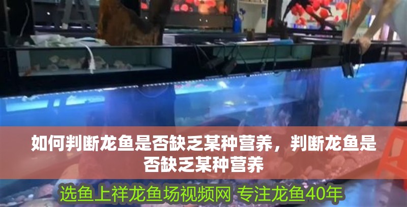 如何判斷龍魚是否缺乏某種營養，判斷龍魚是否缺乏某種營養