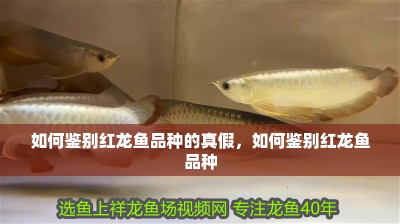 魚(yú)缸過(guò)濾器選購(gòu)指南:自制魚(yú)缸過(guò)濾器魚(yú)缸上置過(guò)濾器對(duì)于養(yǎng)魚(yú)愛(ài)好者的必備知識(shí) 如何鑒別紅龍魚(yú)品種的真假,如何鑒別紅龍魚(yú)品種 龍魚(yú)百科 如何鑒別紅龍魚(yú)品種的真假,如何鑒別紅龍魚(yú)品種 如何鑒別紅龍魚(yú)品種的真假,如何鑒別紅龍魚(yú)品種 龍魚(yú)百科