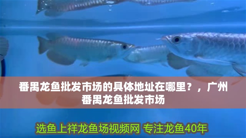 番禺龍魚批發市場的具體地址在哪里？，廣州番禺龍魚批發市場 番禺龍魚批發市場的具體地址在哪里？，廣州番禺龍魚批發市場 龍魚百科