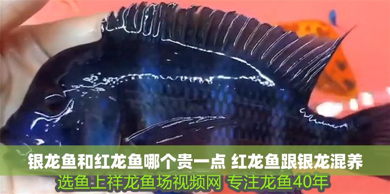 銀龍魚和紅龍魚哪個貴一點 紅龍魚跟銀龍混養