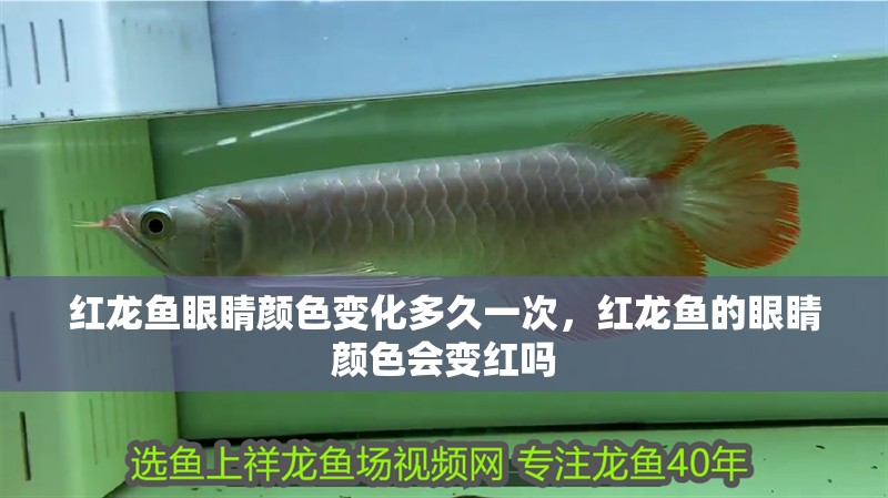 紅龍魚眼睛顏色變化多久一次，紅龍魚的眼睛顏色會變紅嗎