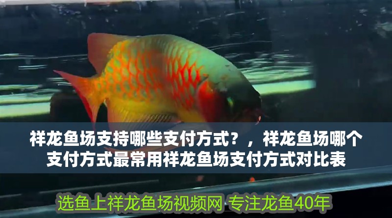 祥龍魚場支持哪些支付方式？，祥龍魚場哪個支付方式最常用祥龍魚場支付方式對比表 祥龍魚場支持哪些支付方式？，祥龍魚場哪個支付方式最常用祥龍魚場支付方式對比表 龍魚百科