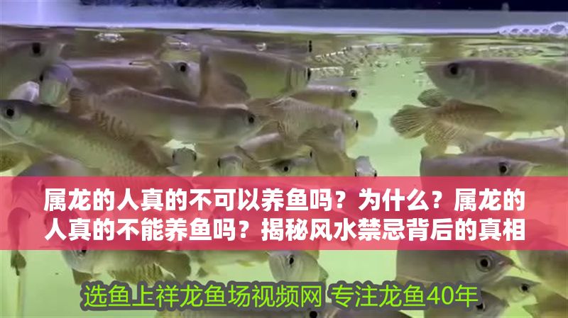 屬龍的人真的不可以養(yǎng)魚嗎？為什么？屬龍的人真的不能養(yǎng)魚嗎？揭秘風(fēng)水禁忌背后的真相