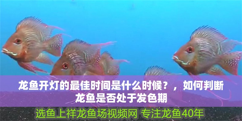 龍魚開燈的最佳時間是什么時候？，如何判斷龍魚是否處于發色期