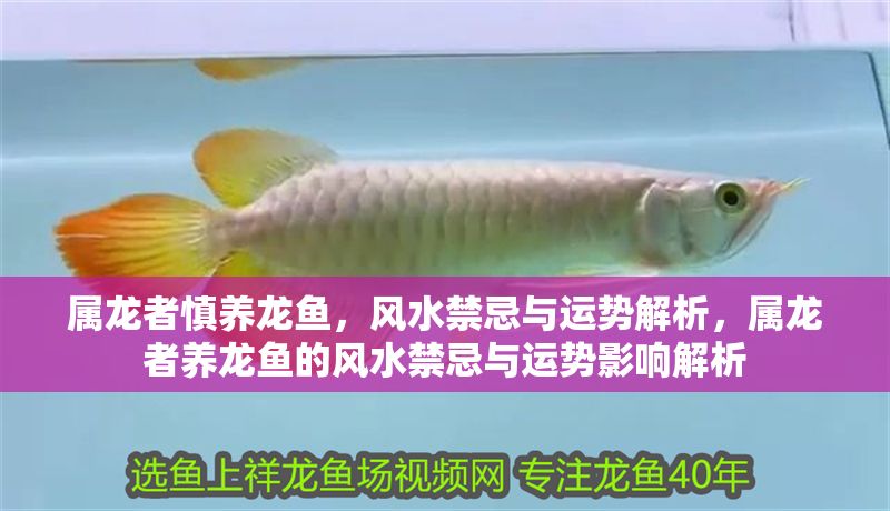 屬龍者慎養龍魚，風水禁忌與運勢解析，屬龍者養龍魚的風水禁忌與運勢影響解析