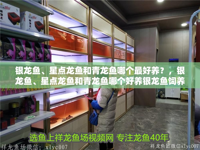 銀龍魚、星點龍魚和青龍魚哪個最好養？，銀龍魚、星點龍魚和青龍魚哪個好養銀龍魚飼養實用技巧