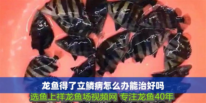 龍魚得了立鱗病怎么辦能治好嗎