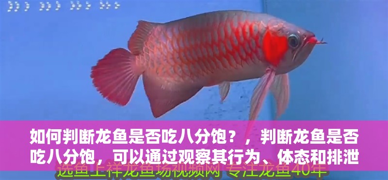 如何判斷龍魚是否吃八分飽？，判斷龍魚是否吃八分飽，可以通過觀察其行為、體態和排泄物來判斷