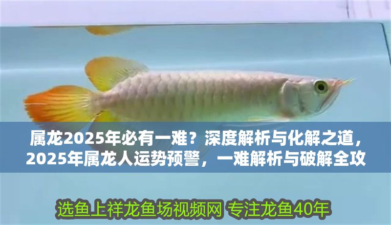 屬龍2025年必有一難？深度解析與化解之道，2025年屬龍人運勢預警，一難解析與破解全攻略