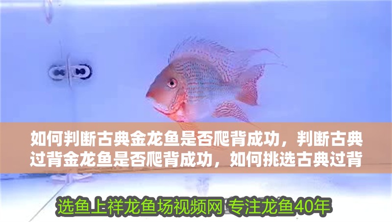 如何判斷古典金龍魚是否爬背成功，判斷古典過背金龍魚是否爬背成功，如何挑選古典過背金龍魚