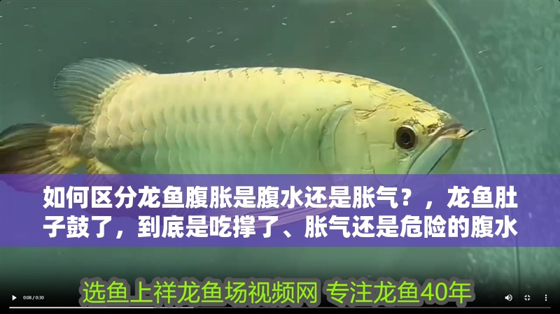 如何區(qū)分龍魚腹脹是腹水還是脹氣？，龍魚肚子鼓了，到底是吃撐了、脹氣還是危險的腹水？