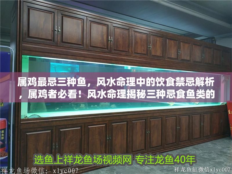 屬雞最忌三種魚(yú)，風(fēng)水命理中的飲食禁忌解析，屬雞者必看！風(fēng)水命理揭秘三種忌食魚(yú)類(lèi)的飲食禁忌